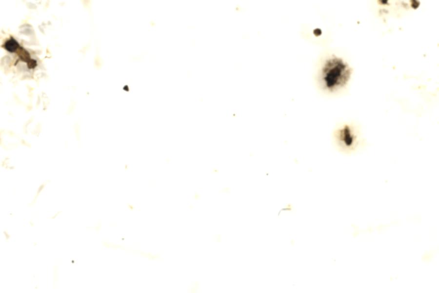 Image 197